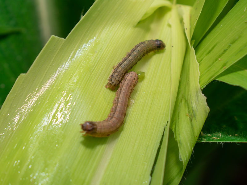 armyworm