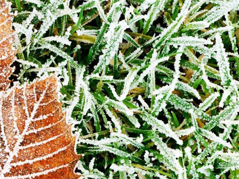 closeup of frost on lawn