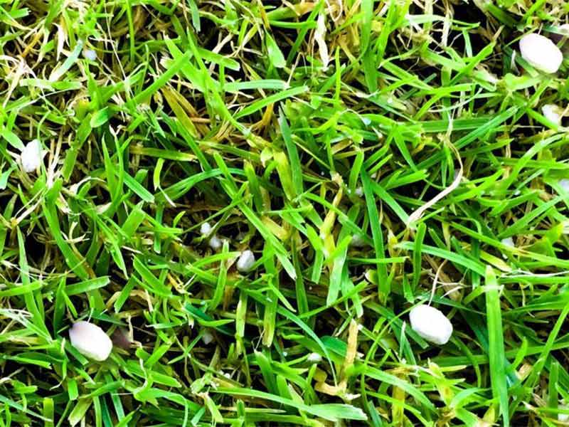 closeup of lawn fertilizer