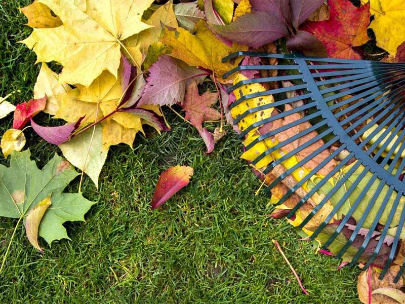 raking fall leaves